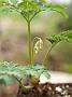 Dicentra form Langtrees